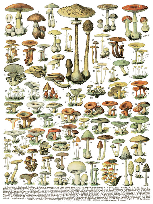 Millot's Page 1 Decor Transfer by IOD