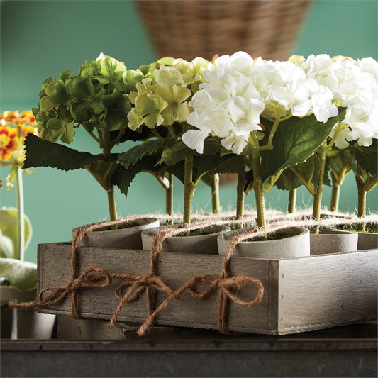 Mini Potted Hydrangea 7"