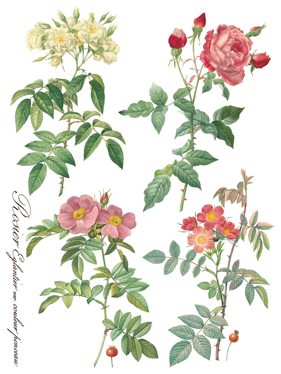 Rose Botanical IOD Transfer