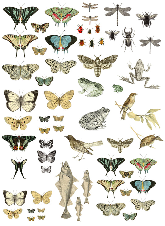 IOD Entomology Etcetera Transfer Pad by Iron Orchid Designs