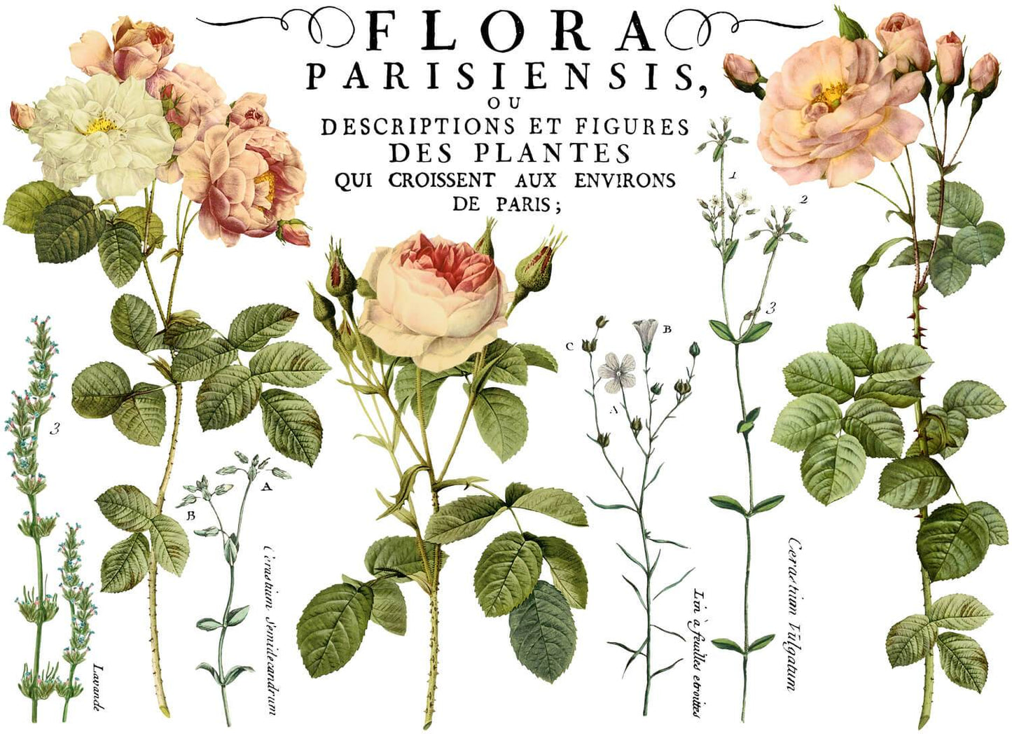 Flora Parisiensis Decor Transfer™ - IOD - Nest Gifts