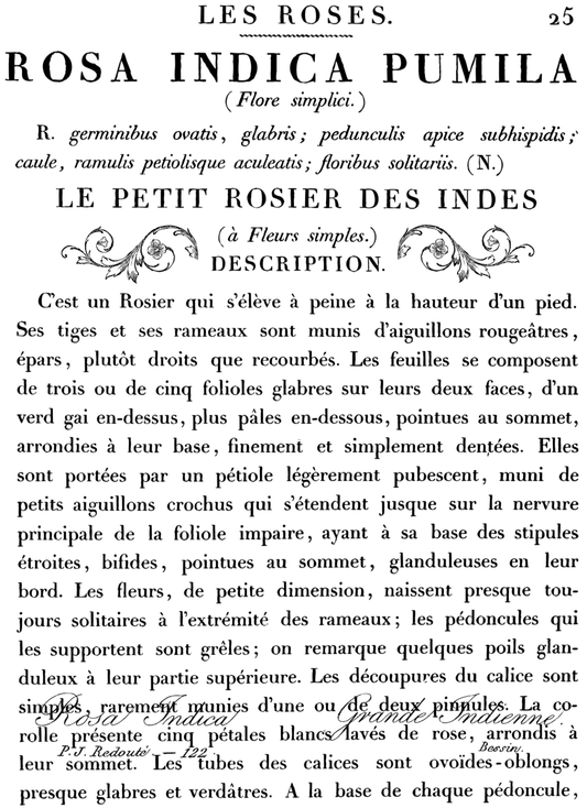 Le Petit Rosier Decor Transfer™ - IOD - Nest Gifts