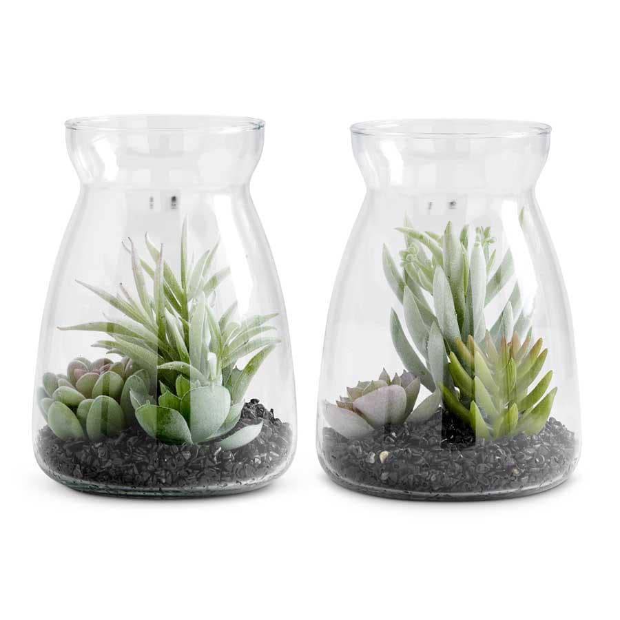 6 Inch Succulent In Glass Jar - Nest Gifts