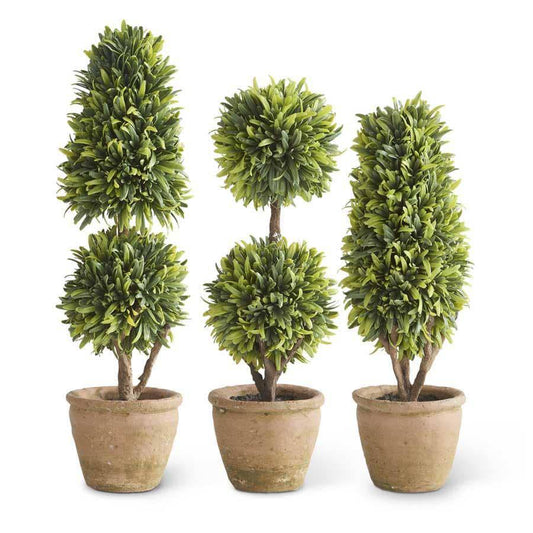 Podocarpus Topiary in Clay Pot (13.5" Dbl Ball) - Nest Gifts