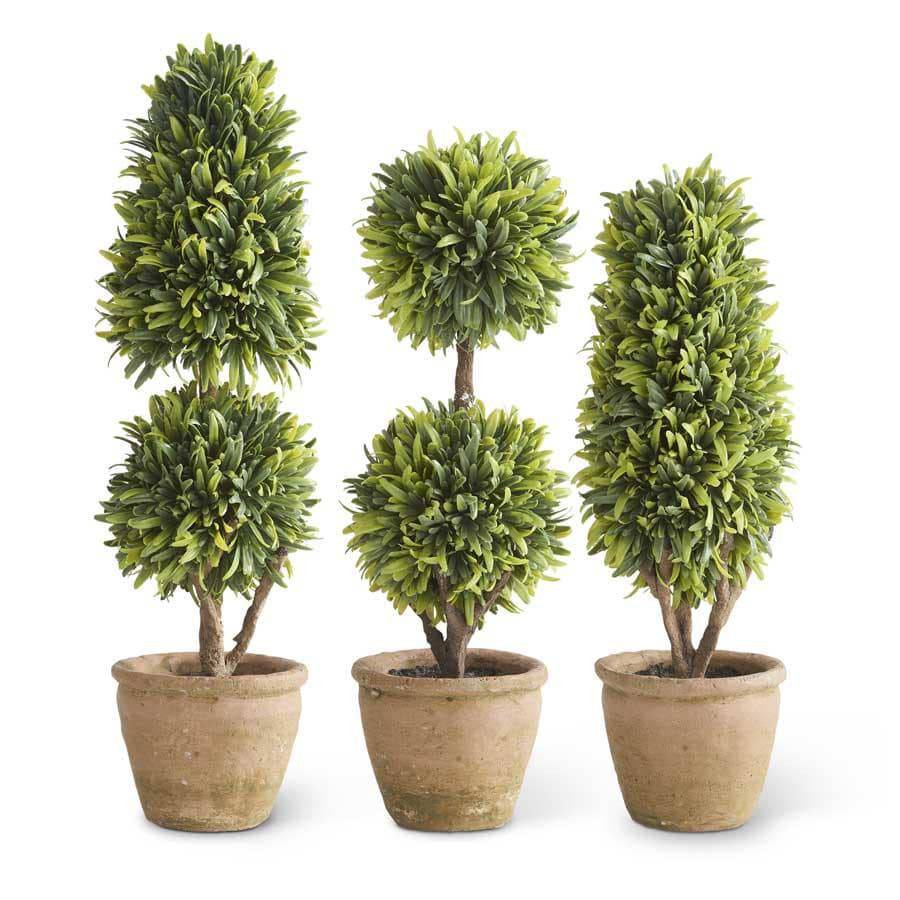 Podocarpus Topiary in Clay Pot (13" Cone Tree) - Nest Gifts