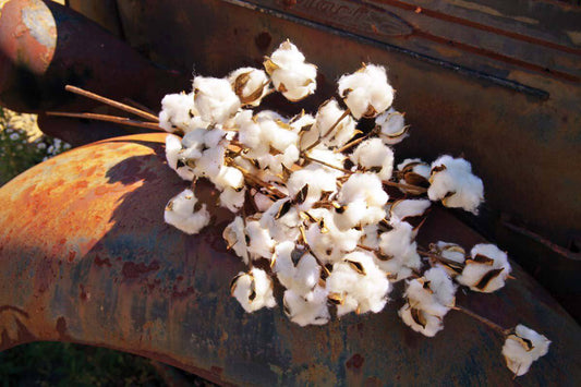 Large Cotton Stem - Nest Gifts