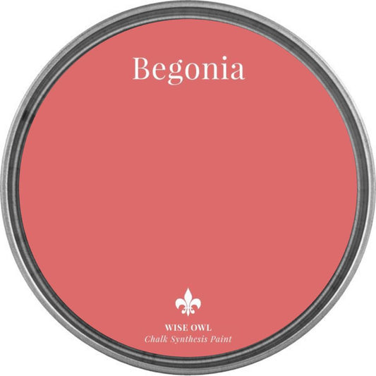 Begonia CSP